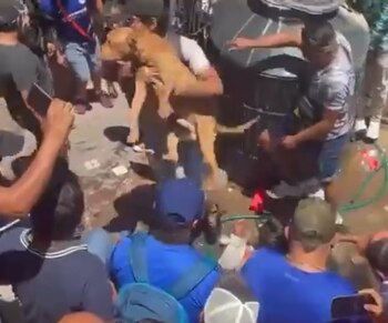 La mascota acudió al rescate