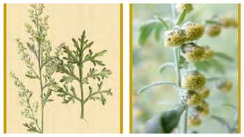 Cómo aprovechar las propiedades del