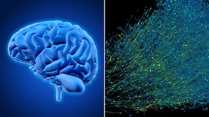 Google recrea una pequeña parte del cerebro humano con tecnología 3D