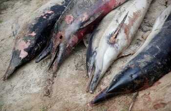 Foto de archivo ilustrativa de delfines hallados muertos en playas de Barbatre, en Francia. Feb 11, 2020. REUTERS/Stephane Mahe