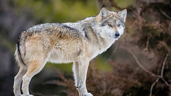 El lobo mexicano vuelve a