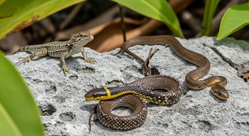 Un lagarto, una serpiente de collar y otra serpiente marrón sobre roca caliza, rodeados de vegetación tropical bajo luz natural.