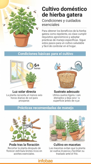 Un infográfico ilustra los pasos para cultivar hierba gatera, mostrando una planta en maceta, requisitos de luz, riego, poda y cultivo en macetas para control.