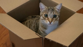 Encuentran un gato con vida dentro de un paquete en un centro de logística: el dueño acusa al cartero de robárselo