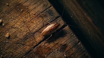 Vista superior de una cucaracha de color marrón sobre una superficie de madera con grietas y pequeñas migas.