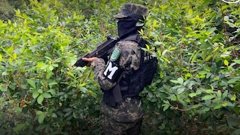 Honduras: Hallan 33 mil arbustos de hoja de coca ocultos en montañas de Colón