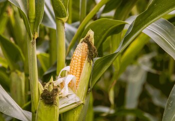 El maíz también forma parte