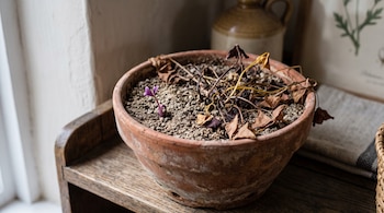 Maceta de terracota sobre una repisa de madera con tierra seca, hojas marchitas y un pequeño brote morado.