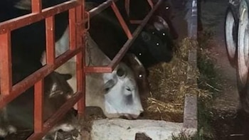 El resto de los animales quedó bajo resguardo de las autoridades. Crédito: FGJEM