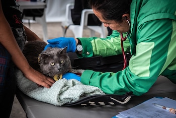 En gatos, el uso complementario