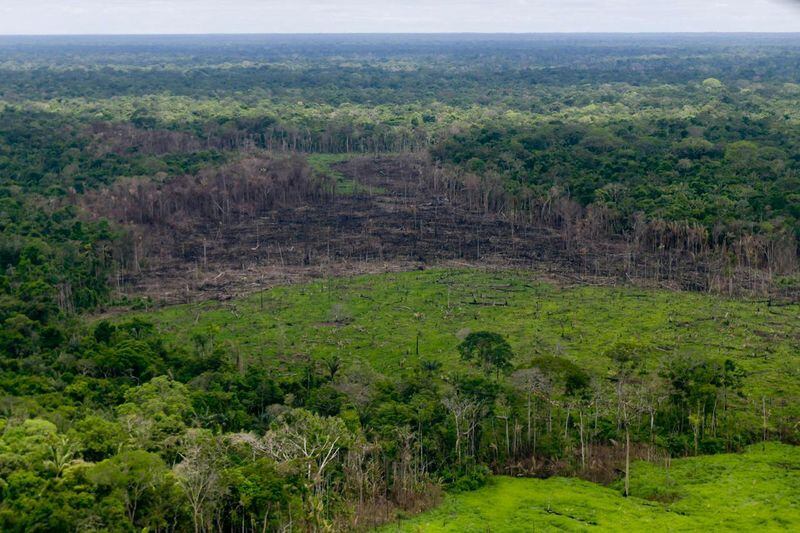 En el último año, Colombia perdió más de 213.031 hectáreas de bosque - crédito Presidencia de Colombia/via Reuters