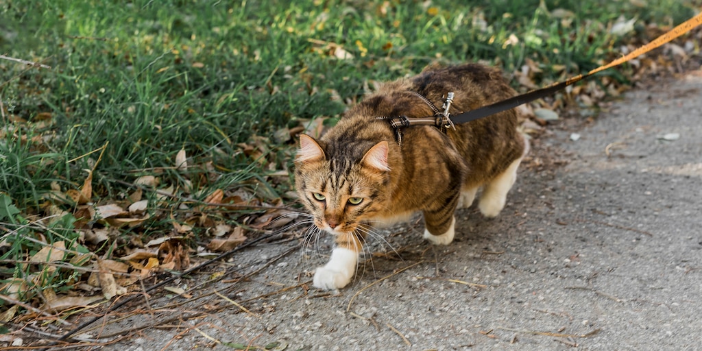 Un veterinario explica por qué está en contra de que los gatos salgan solos a la calle y sin supervisión