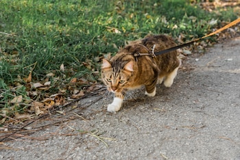 Un gato con correa paseando por la calle. (Freepik)