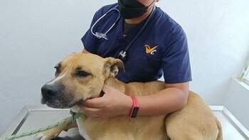 Cuando fue encontrado y rescatado,