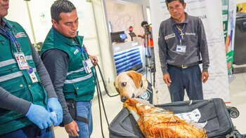Brigada canina intensifica protección sanitaria