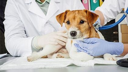 Leptospirosis canina: lo que todo tutor de perro debe saber