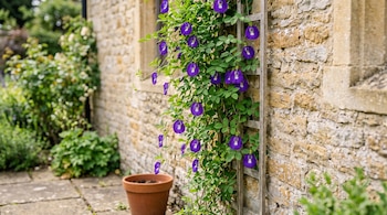 Planta trepadora con flores de color violeta en una espaldera de madera junto a una pared de piedra y una maceta de terracota.