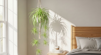Planta Cinta colgante en macetero de macramé, pared clara, ventana con luz solar, cabecero de cama de madera, mesilla con taza y libros.