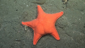 El CONICET inicia una nueva expedición submarina para explorar la biodiversidad del océano a 600 km de la costa de Chubut
