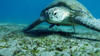 Una tortuga marina nada sobre un fondo de arena con pequeñas plantas verdes bajo el agua azul