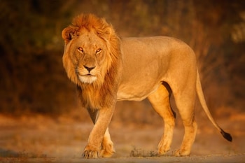 Un león macho de melena prominente camina de frente sobre suelo seco con un fondo de vegetación desenfocada