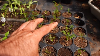 Martín, biólogo: “Si haces té de manzanilla, guarda un saquito para cultivarla en casa”