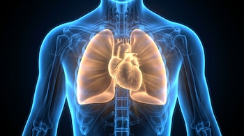 Ilustración 3D de un torso humano en estilo de rayos X. La piel azul translúcida revela un corazón dorado brillante y pulmones luminosos.