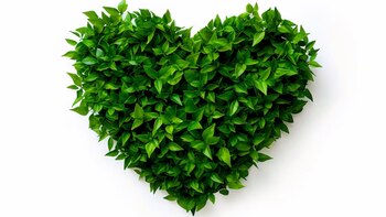 La moringa oleifera, tal su