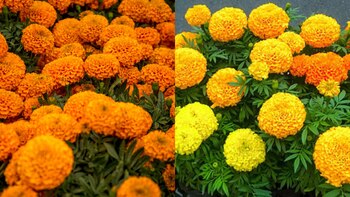 Existe la flor de cempasúchil