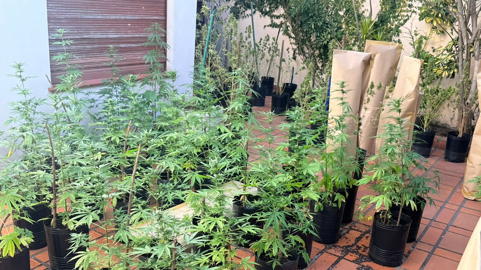 Entró a robar marihuana a una casa de Parque Chacabuco, lo atraparon y ahora buscan al dueño de la propiedad
