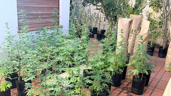 Entró a robar marihuana a