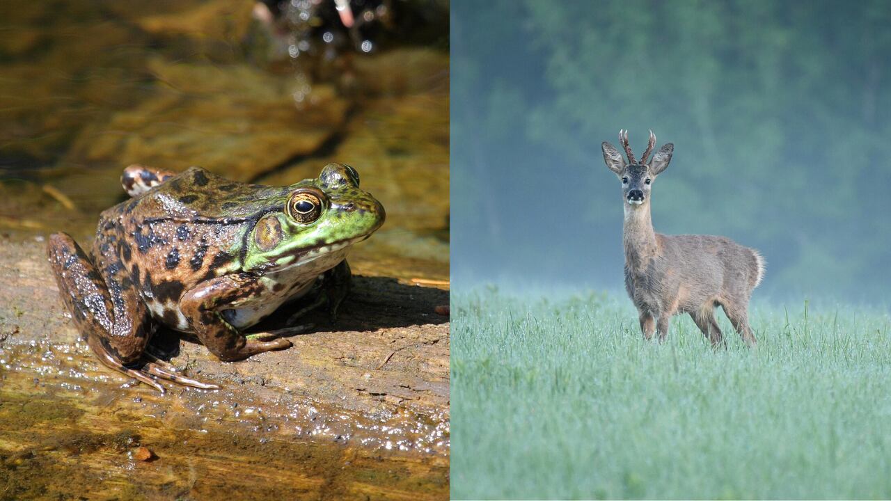 Más jabalíes y corzos, pero menos insectos y anfibios: la paradoja que está cambiando la fauna en el campo