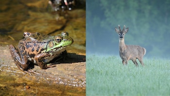 Más jabalíes y corzos, pero menos insectos y anfibios: la paradoja que está cambiando la fauna en el campo