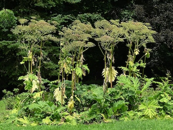 Perejil gigante. (Krzysztof Ziarnek, Kenraiz/Wikimedia Commons)
