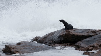 Advierten que el cambio climático afecta la reproducción de lobos marinos y aves
