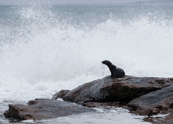 El cambio climático acelera los riesgos para lobos marinos y aves que dependen tanto del mar como de la tierra para reproducirse (REUTERS/Mike Hutchings)