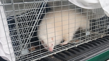 Una de las mofetas albinas