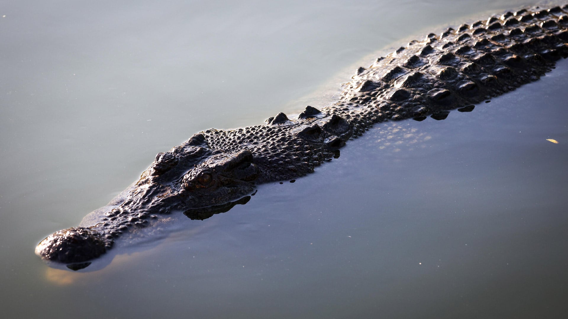Autoridades alertan sobre el peligro mortal de nadar en aguas infestadas de cocodrilos tras las lluvias torrenciales en el norte de Australia (© DAVID GRAY / AFP)