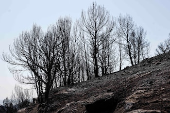 Paisaje quemado en La Vall d'Uixó (Castellón). (EFE)