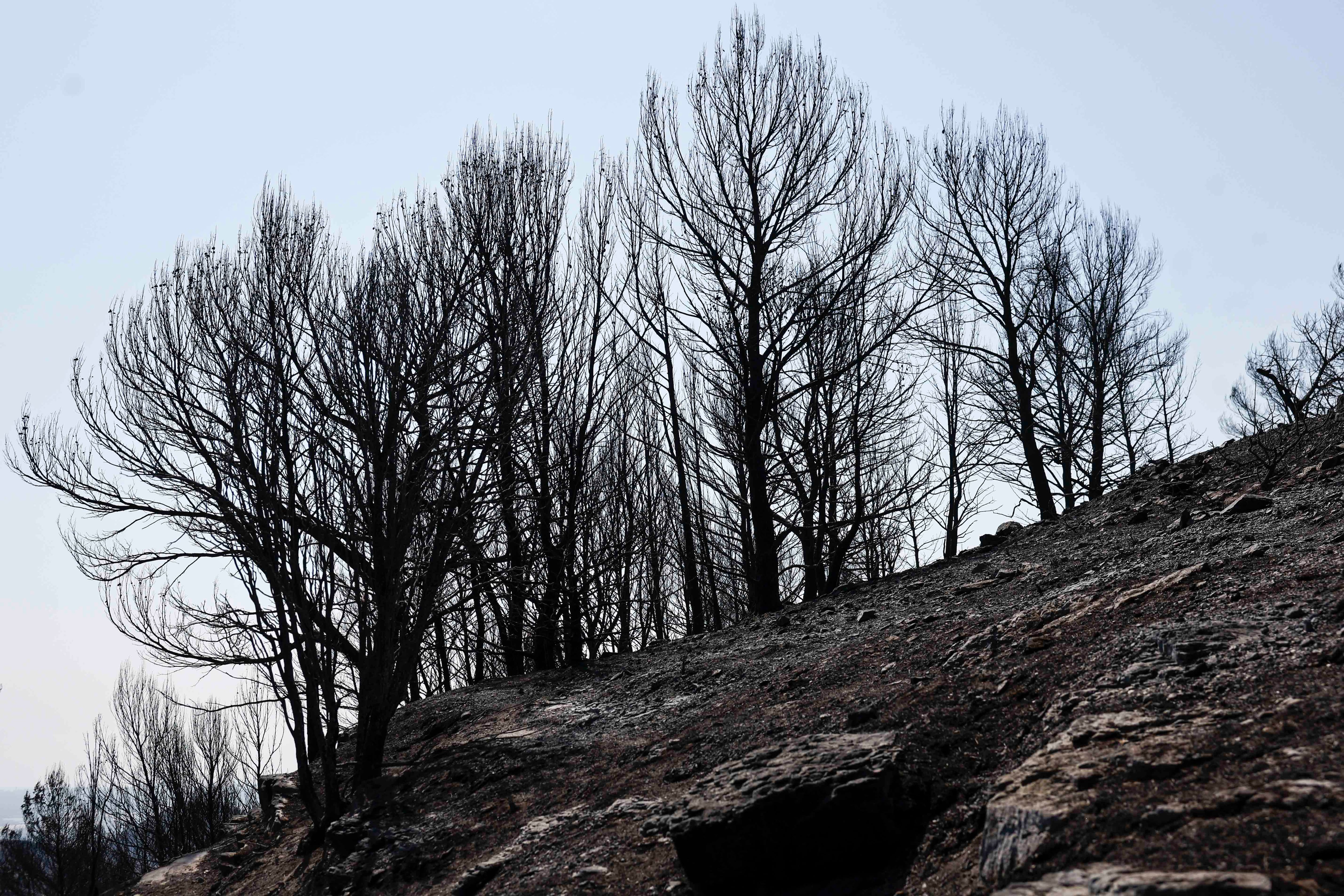 Paisaje quemado en La Vall d'Uixó (Castellón). (EFE/Kai Försterling)