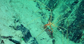 Una araña de mar de patas largas y delgadas sobre sedimento verdoso y rocas oscuras en el lecho marino