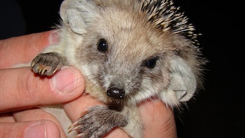 Este pequeño erizo se hizo popular como mascota y acabó siendo una especie invasora en España: es una amenaza para la fauna autóctona
