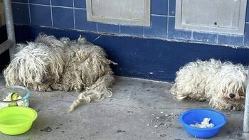 La condición de Maggie y