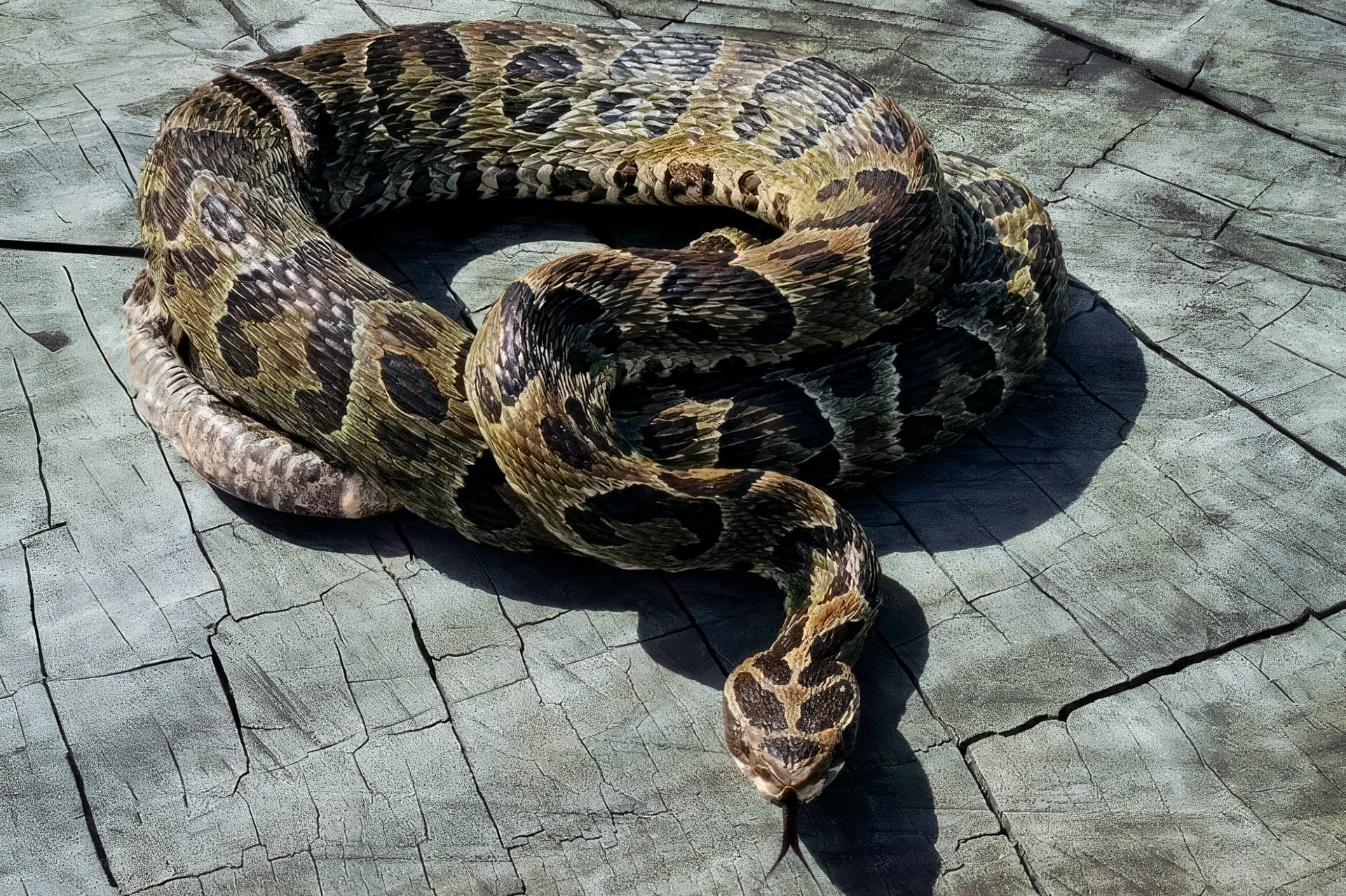 En 2025, en Entre Ríos aumentaron un 75% los casos de mordeduras de serpientes yarará a personas (Foto: Ministerio de Salud de Entre Ríos)