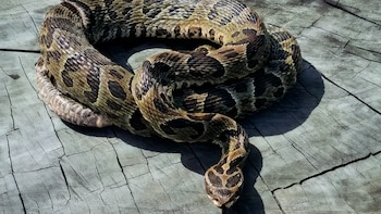 Alerta en Entre Ríos: en