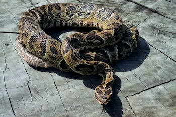 En 2025, en Entre Ríos