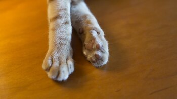 “Las opciones de tratamiento para