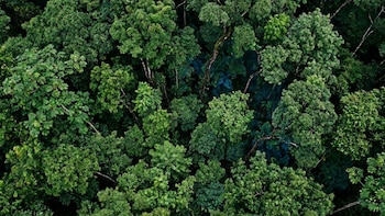 Imagen aérea de un bosque denso con copas de árboles de color verde intenso y algunas ramas visibles entre la vegetación