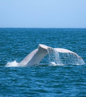 En la cola se podía