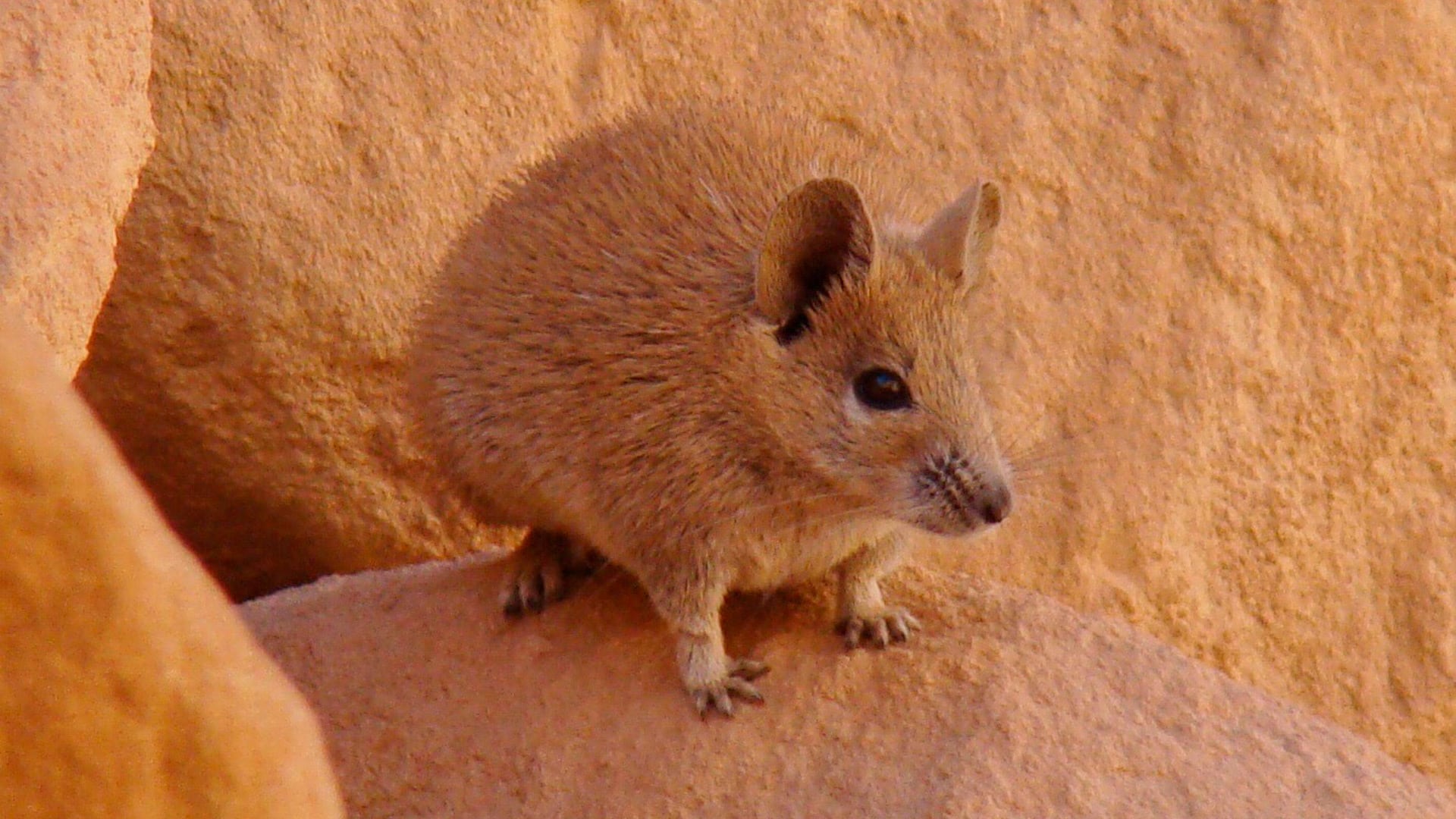 El ratón espinoso dorado posee una extraordinaria capacidad de regenerar piel sin cicatrices, una característica poco común entre mamíferos (Grosby)